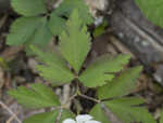 Wood anemone